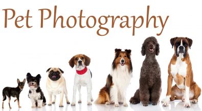 Pet Photography آتلیه عکاسی حیوانات خانگی