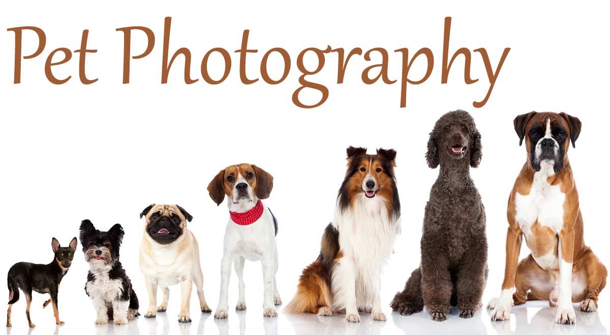 طرح توجیهی آتلیه عکاسی حیوانات خانگی Pet Photography آتلیه عکاسی حیوانات خانگی