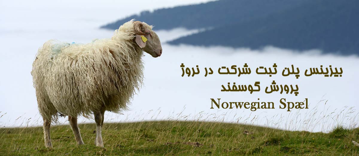 بیزینس پلن پرورش گوسفند ویزای استارتاپ نروژ ثبت شرکت