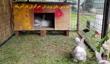 بیزینس پلن پرورش خرگوش